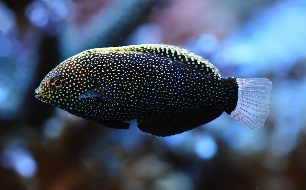 Black Leopard Wrasse - Violet Sea Fish and Coral
