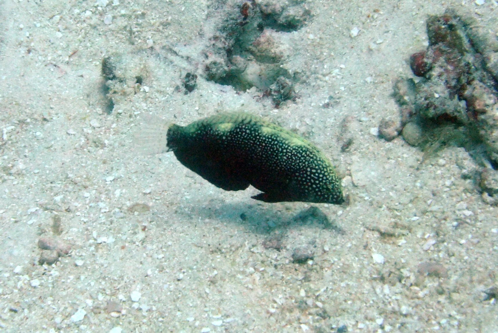 Black Leopard Wrasse - Violet Sea Fish and Coral