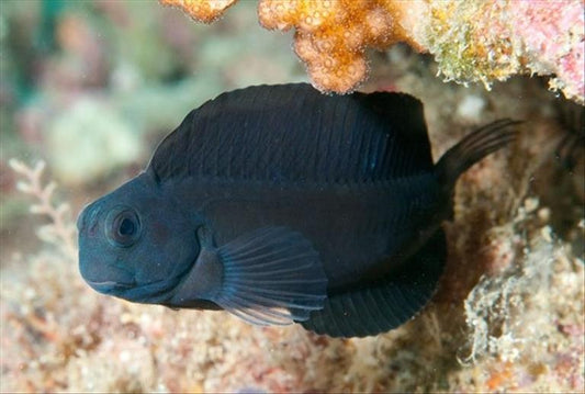 Black Sailfin Blenny - Violet Sea Fish and Coral
