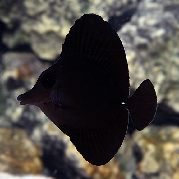 Black Tang - Violet Aquarium