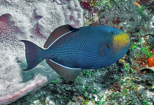 Hawaiian Black Triggerfish - Violet Sea Fish and Coral