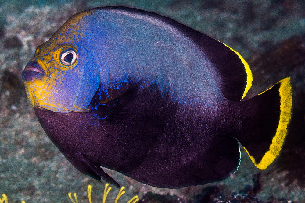 Gray Poma Angelfish - Violet Sea Fish and Coral