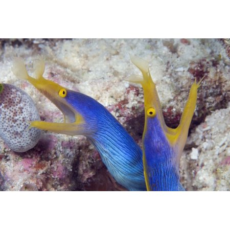 Blue Ribbon Eel - Violet Sea Fish and Coral