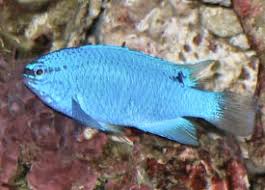 Blue Damselfish - Violet Sea Fish and Coral