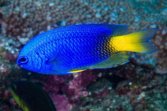 Electric Blue Damselfish - Violet Sea Fish and Coral