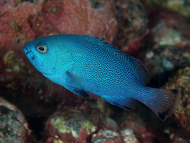 Blue Cod Grouper – Violet Aquarium