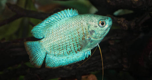 Blue Dwarf Gourami