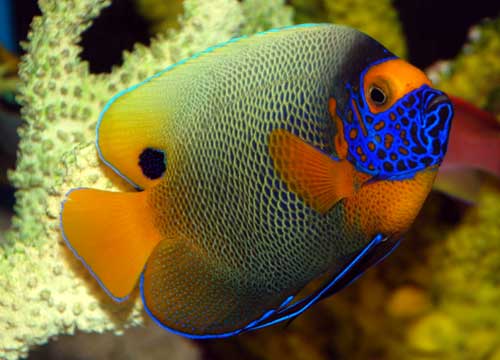 Blueface Angelfish Adult - Violet Aquarium