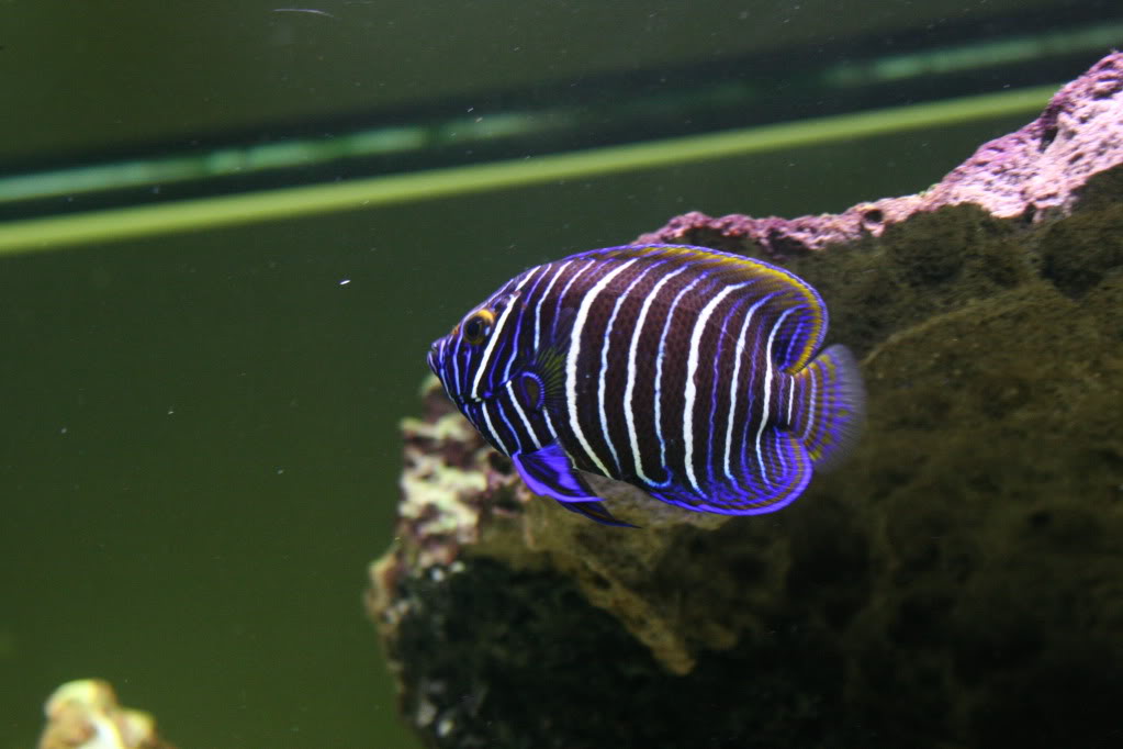 Blueface Angelfish Juvenile - Violet Aquarium