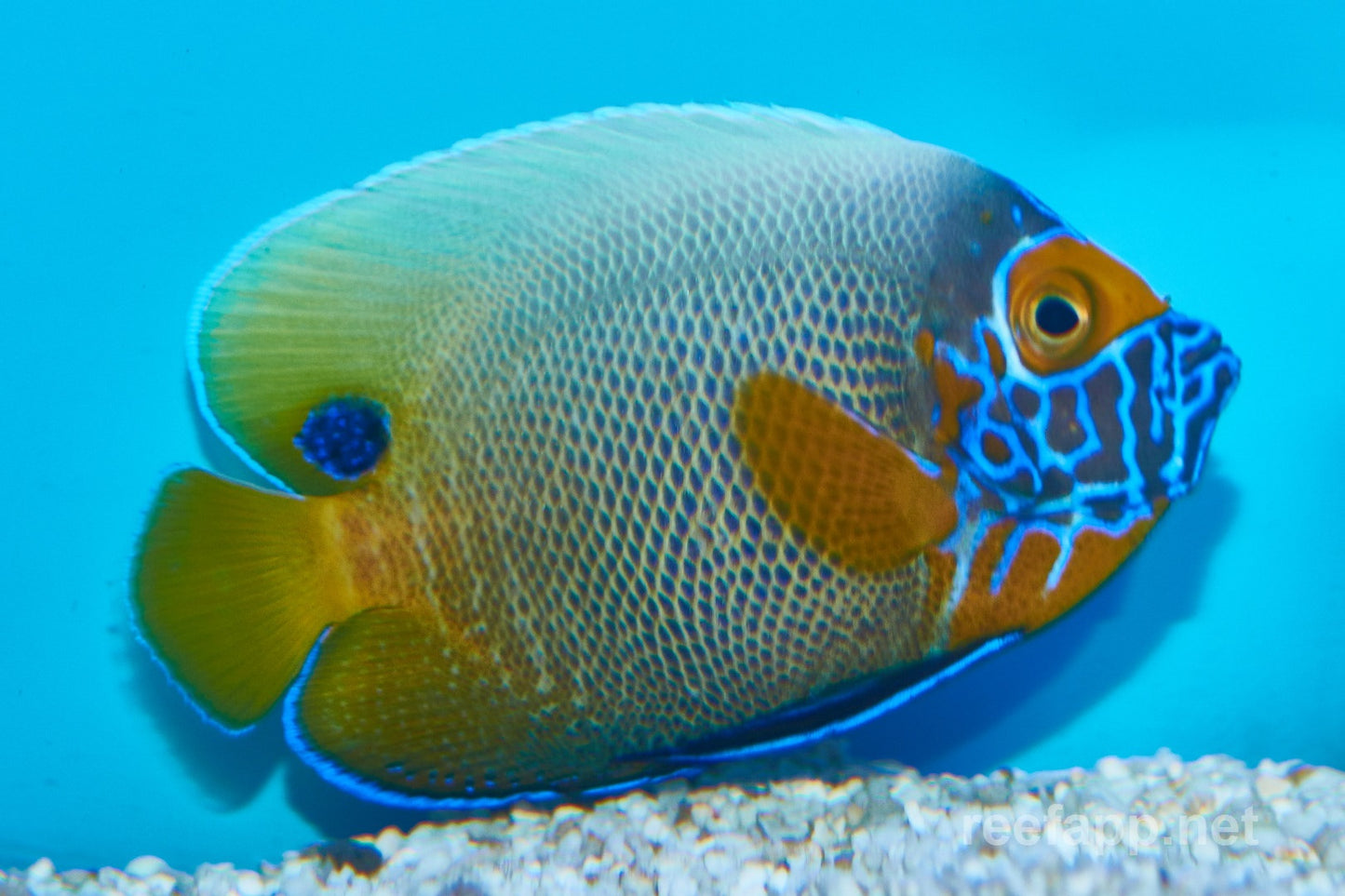 Blueface Angelfish Mid Transition - Violet Sea Fish and Coral