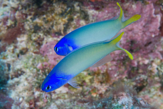 Bluehead Tilefish - Violet Sea Fish and Coral