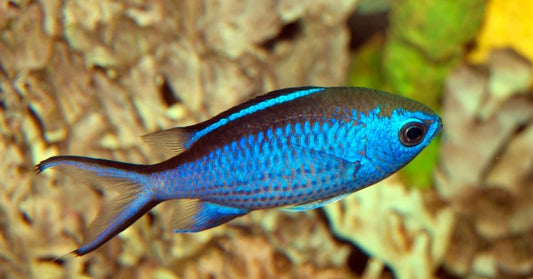 Blue Reef Chromis Fish