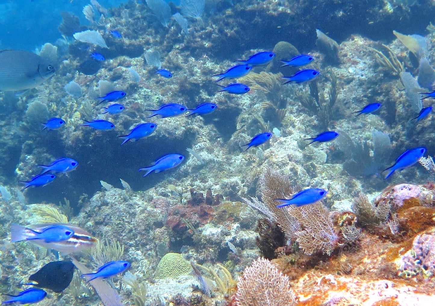 Blue Reef Chromis Fish