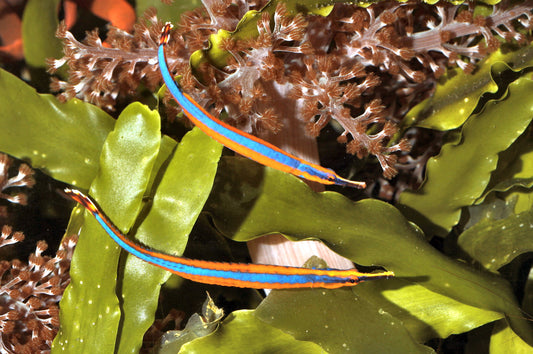 Bluestripe Pipefish