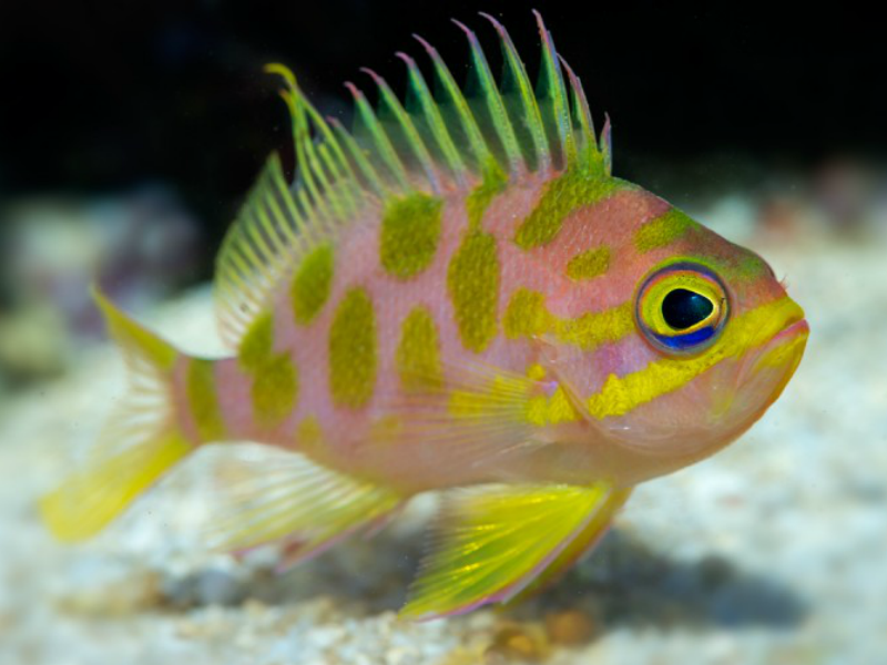 Borbonius Anthias - Violet Sea Fish and Coral