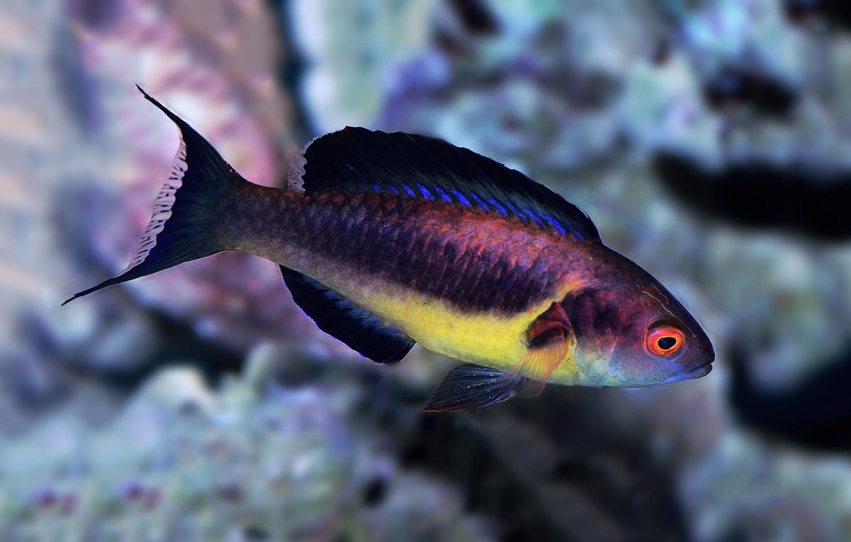 Brunneus Fairy Wrasse - Violet Sea Fish and Coral