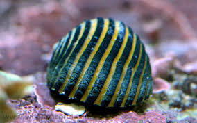 Bumble Bee Snail - Violet Sea Fish and Coral