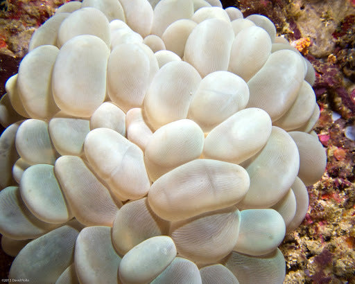 Bubble Coral (Yellow) - Violet Sea Fish and Coral