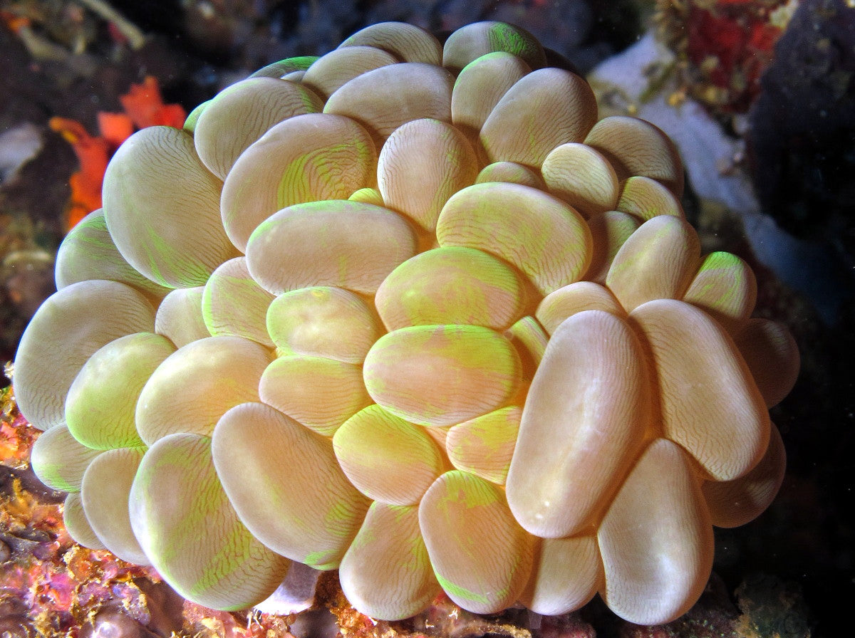 Bubble Coral (Yellow) - Violet Sea Fish and Coral