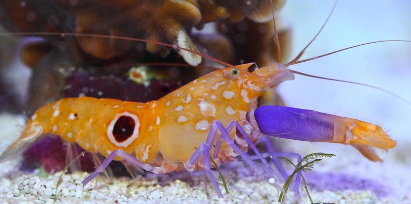 Bullseye Pistol Shrimp - Violet Sea Fish and Coral