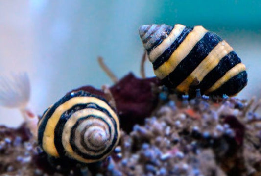 Bumble Bee Snail - Violet Sea Fish and Coral