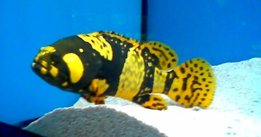 Bumblebee Grouper Size:M 3" to 4"