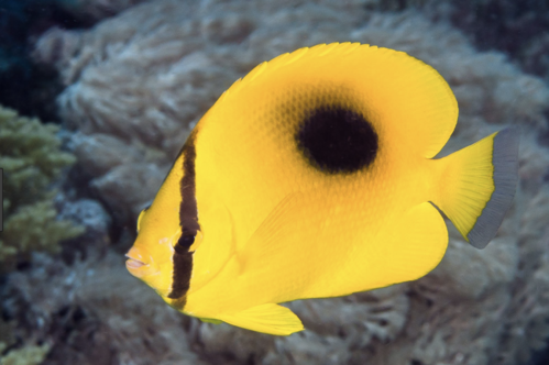 Speculum Butterflyfish - Violet Sea Fish and Coral