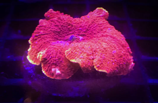 Mushroom Coral (Cornbread Flamethrower) - Violet Sea Fish and Coral