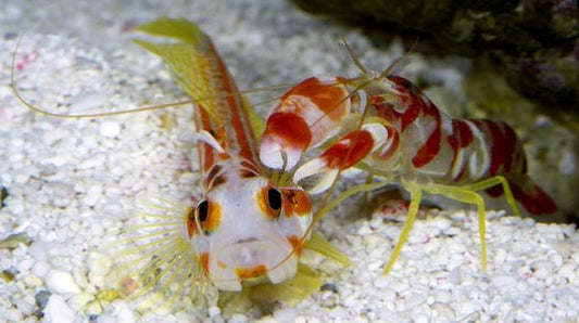 Candy Stripe Pistol Shrimp - Violet Sea Fish and Coral
