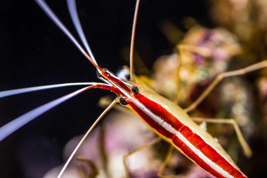 Scarlet Cleaner Shrimp - Violet Aquarium