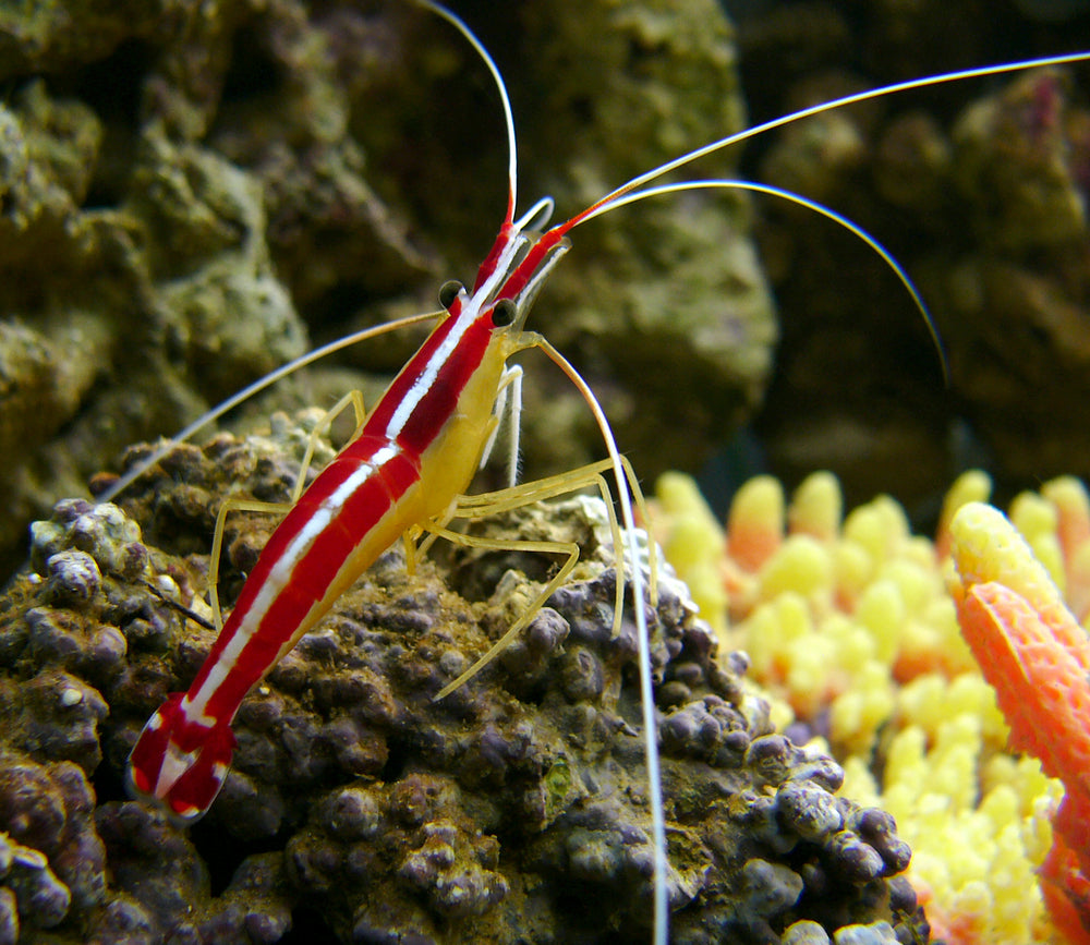 Scarlet Cleaner Shrimp - Violet Aquarium