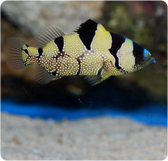 Clown Grouper - Violet Sea Fish and Coral