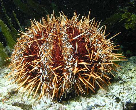 Pincushion Urchin - Violet Sea Fish and Coral