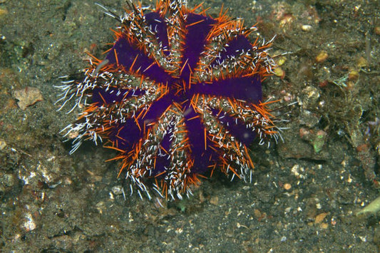 Pincushion Urchin - Violet Sea Fish and Coral