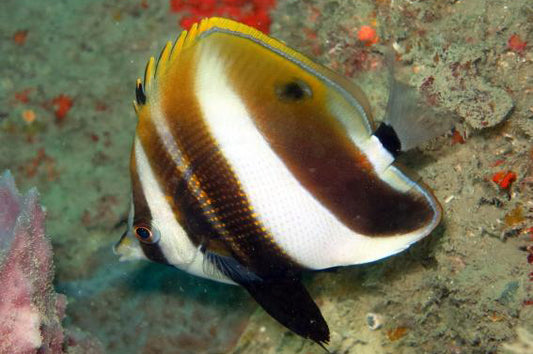 Hi Fin Coradion Butterflyfish