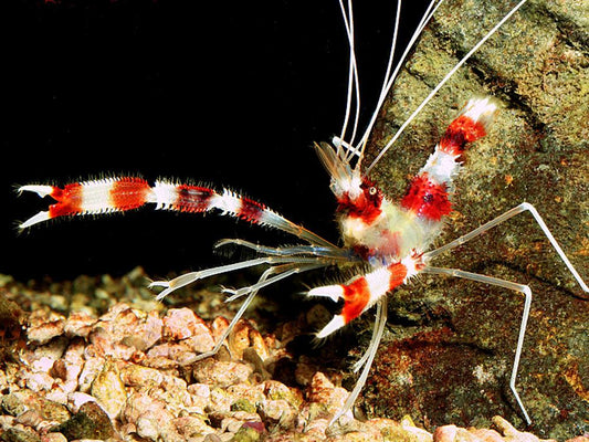 Coral Banded Shrimp - Violet Aquarium
