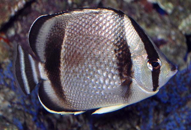 Three Banded Butterflyfish (Costa Rica) Size: SHOW 5" & Above