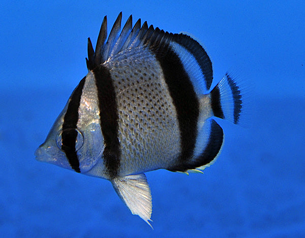 Three Banded Butterflyfish (Costa Rica)