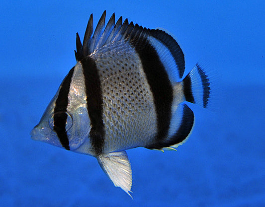 Three Banded Butterflyfish (Costa Rica) Size: L 3" - 4"