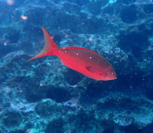 Creole Anthias (Coasta Rica)