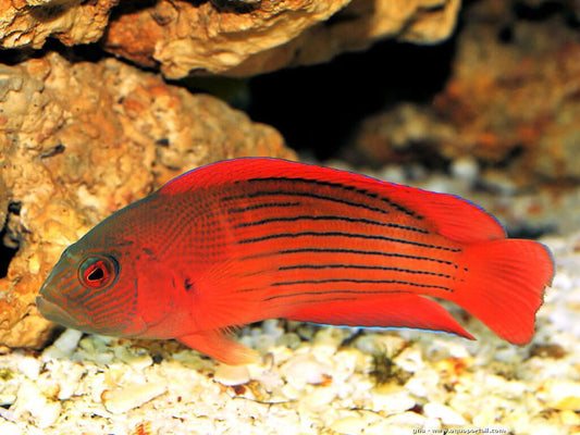 Damperia Grouper - Violet Sea Fish and Coral
