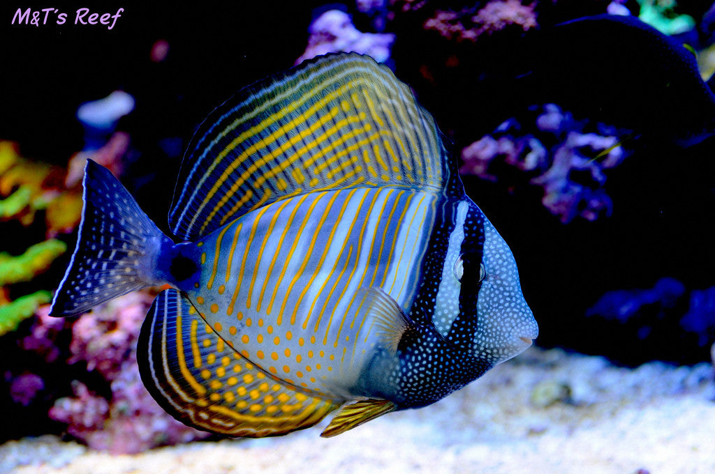 Desjardini Tang (Red Sea Sailfin Tang) - Violet Aquarium