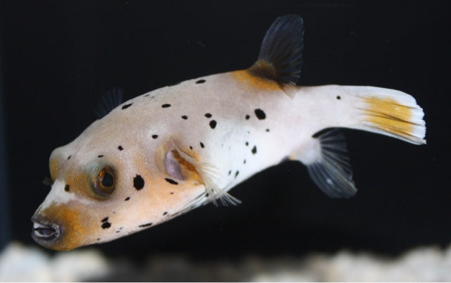 Dogface PufferFish - Violet Aquarium