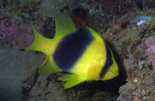 Barred Soapfish - Violet Sea Fish and Coral