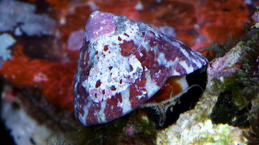 Trochus Snail - Violet Aquarium