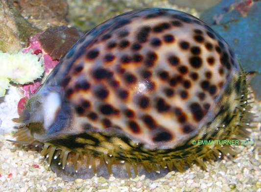 Tiger Cowrie - Violet Sea Fish and Coral