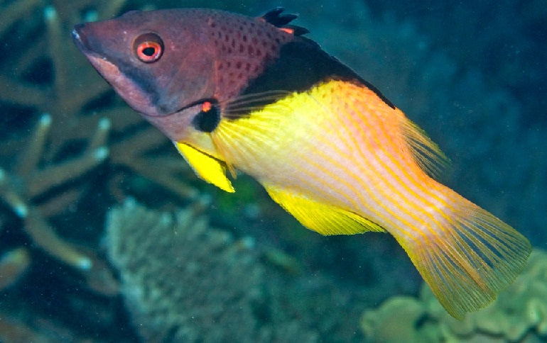 Eclipse Hogfish - Violet Sea Fish and Coral