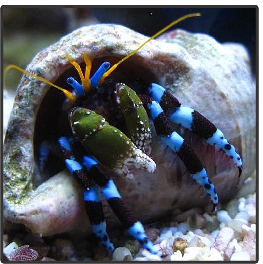 Electric Blue Hermit Crab - Violet Sea Fish and Coral