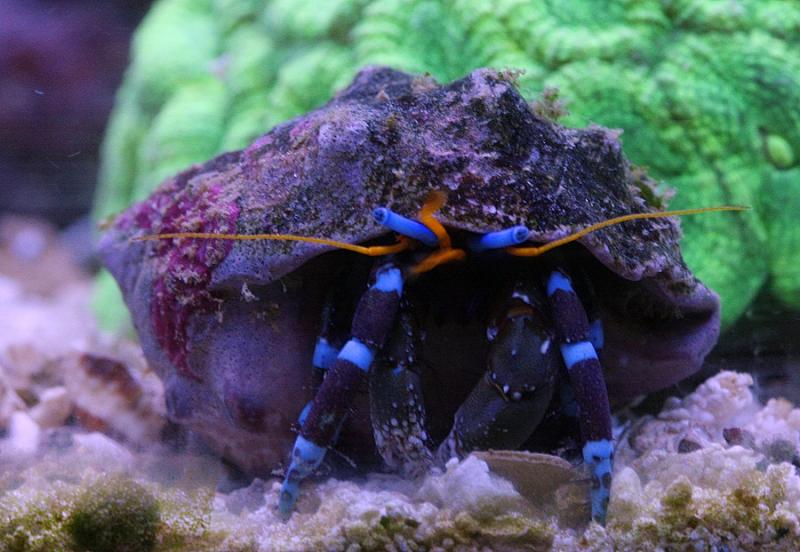 Electric Blue Hermit Crab - Violet Sea Fish and Coral