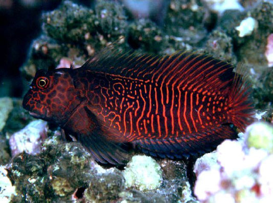 Ember Sailfin Blenny - Violet Sea Fish and Coral